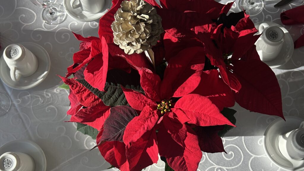Poinsettia on table.